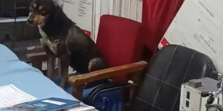Seven Employees Attached, BMO Directed to Explain Lapses Over Dog Incident at SDH Chadoora