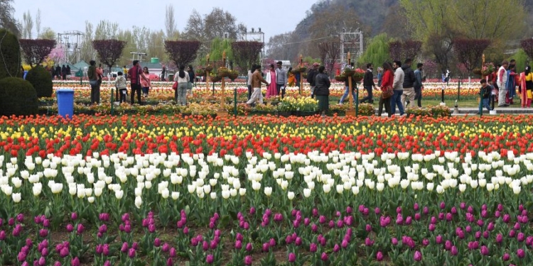 Over 6.7 lakh visitors flock Tulip Garden in 20 days