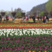 Over 6.7 lakh visitors flock Tulip Garden in 20 days 