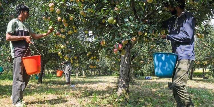 Experts urge irrigation for apple orchards, flowering crops