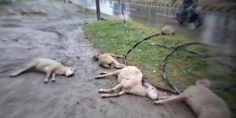 Over 10 Sheep Electrocuted in Srinagar Due to Faulty Power Infrastructure, Locals Blame Smart City Project Failures and KPDCL Negligence
