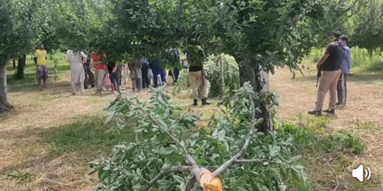 Miscreants Chop Down Dozens of Apple Trees,Police Launch Probe as Locals Demand Swift