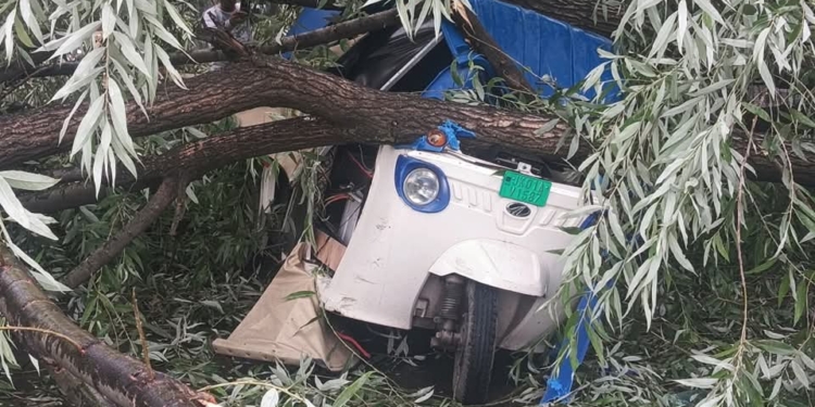 Three injured as tree uproots amid Gusty Winds in Sonwar, Srinagar