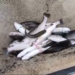 3500 fishes found dead after poisoning at Shopian fish farm