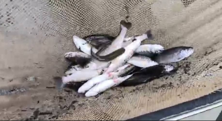3500 fishes found dead after poisoning at Shopian fish farm