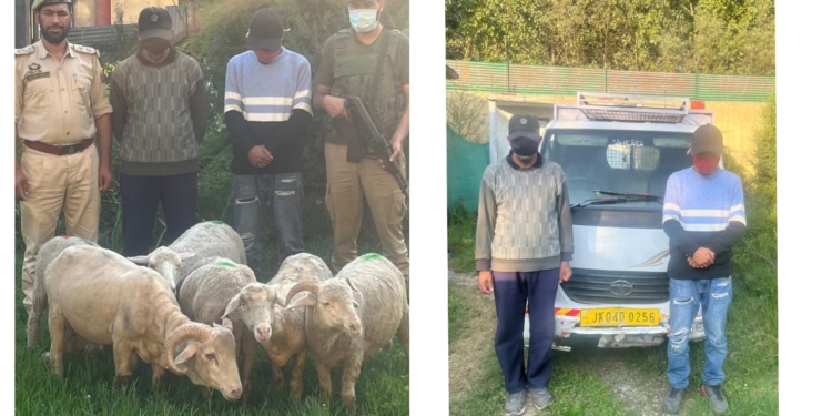 Ganderbal Police Crack Livestock Theft Cases, Recover Sheep Worth Lakhs