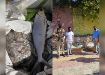 Flying Squad Seizes 100 Kg Rotten Fish from Srinagar Airport; FIR Registered Against Seller