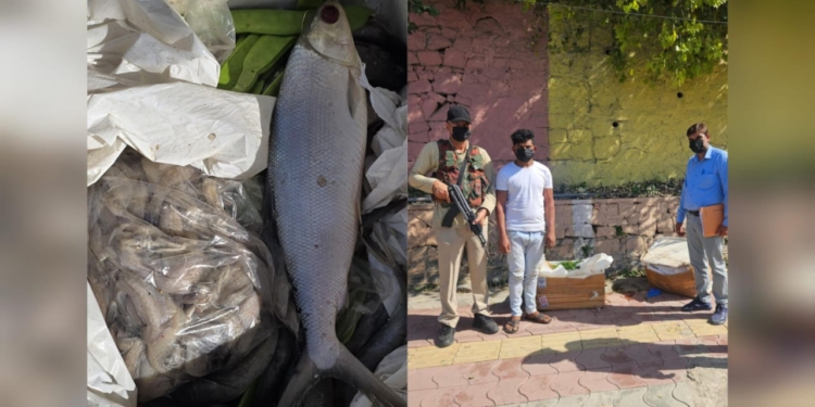 Flying Squad Seizes 100 Kg Rotten Fish from Srinagar Airport; FIR Registered Against Seller