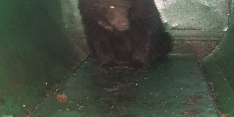 Finally Black Bear Captured in….