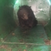 Finally Black Bear Captured in….