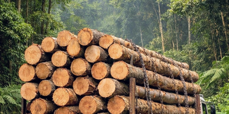Driver Flees as Police Seize Vehicle Carrying Illicit Timber in Central Kashmir