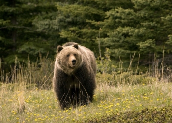 Woman Killed in Bear Attack While Working in Kulgam Orchards