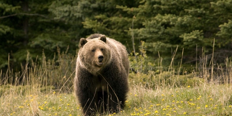 Woman Killed in Bear Attack While Working in Kulgam Orchards