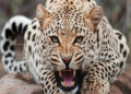 Leopard mauls 12-year-old boy to death in Kupwara