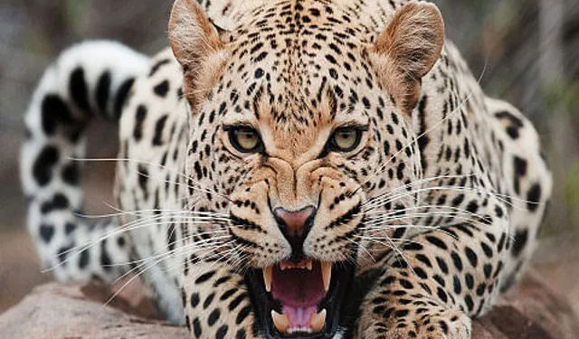 Leopard mauls 12-year-old boy to death in Kupwara